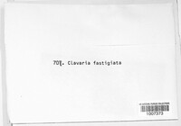 Clavulinopsis corniculata image